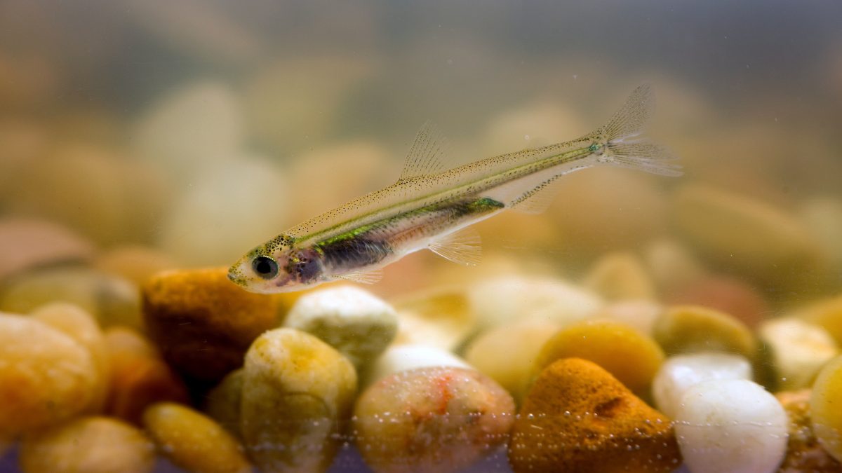 A juvenile Delta Smelt