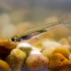 A juvenile Delta Smelt