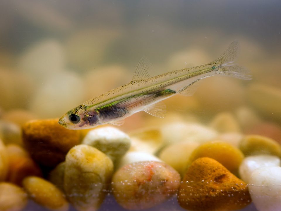 A juvenile Delta Smelt