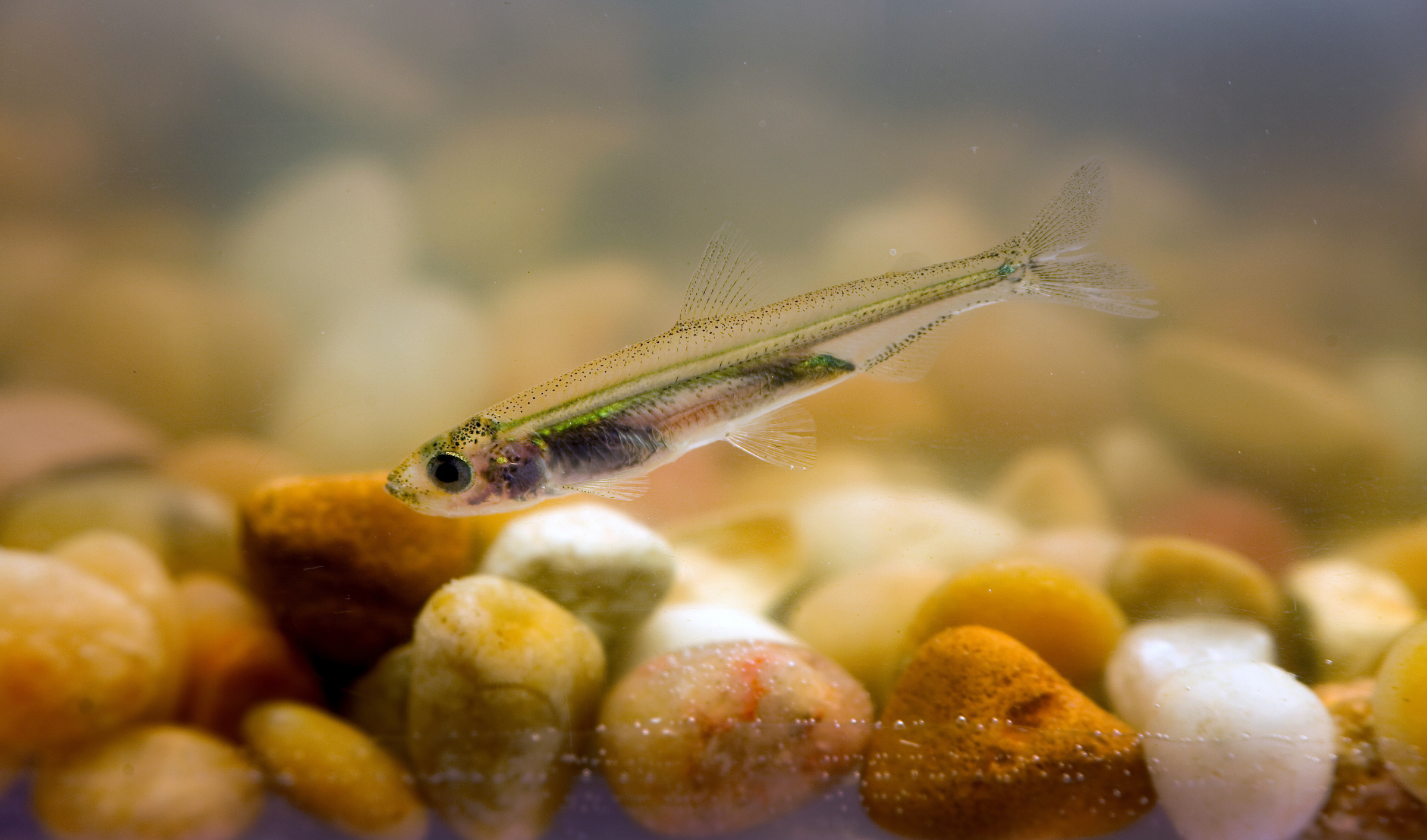 A juvenile Delta Smelt